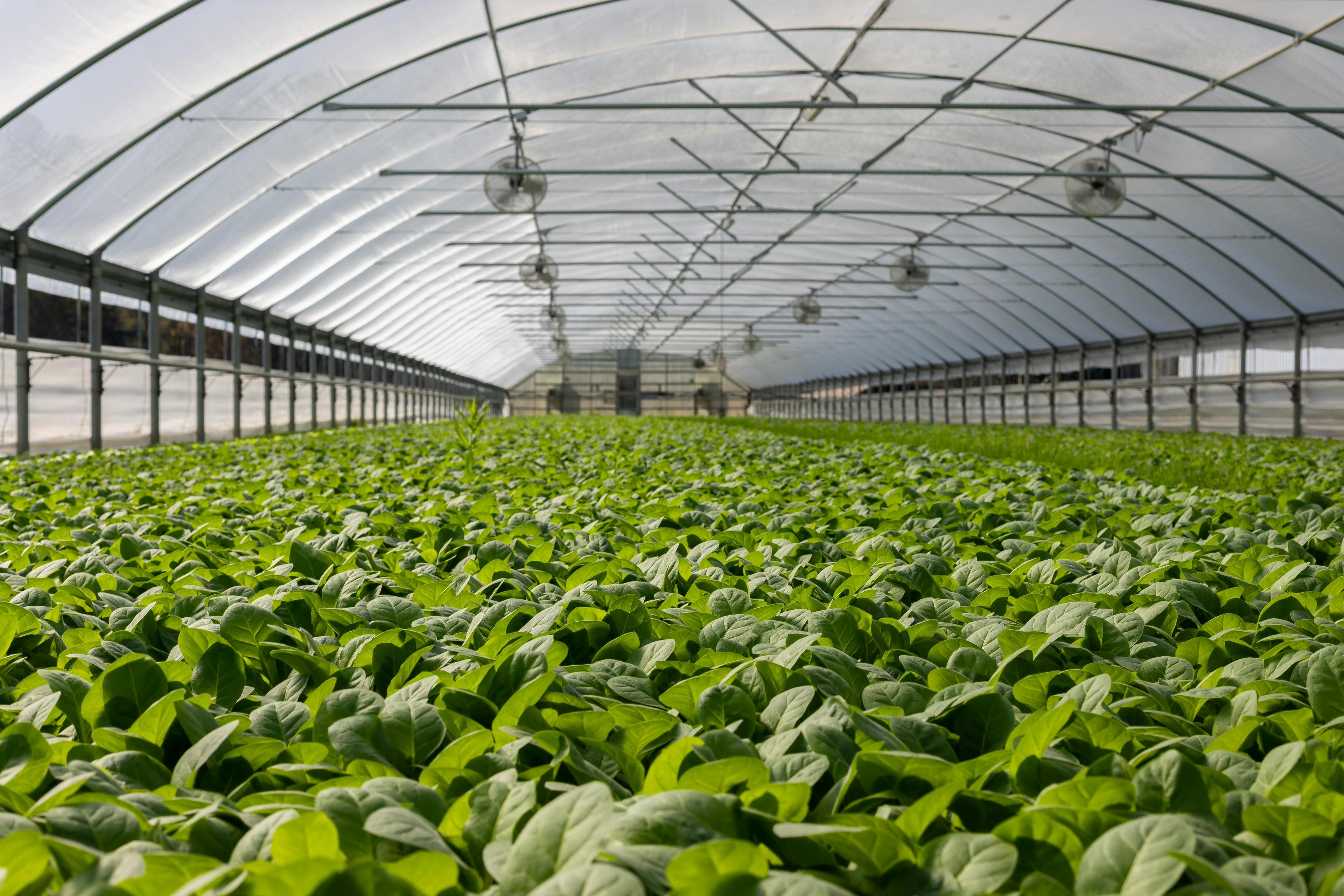 The Future of Crop Monitoring with Radar Technology